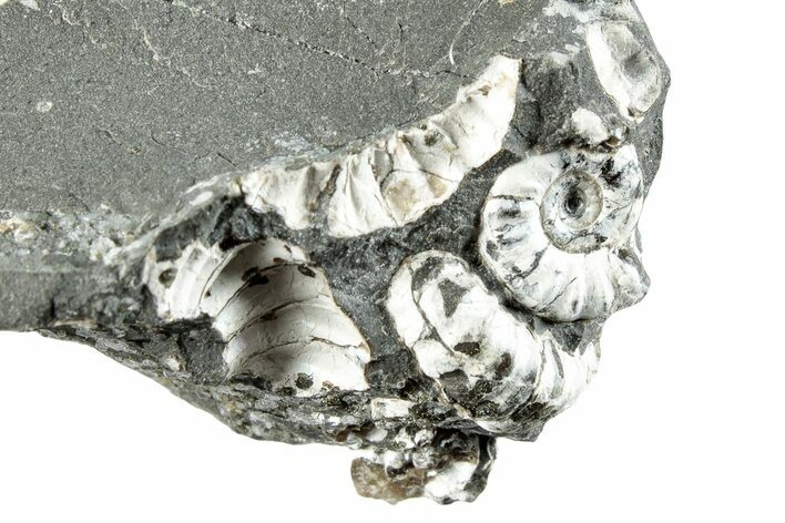 Ammonite (Promicroceras) Cluster - Marston Magna, England #282026